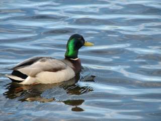mallard